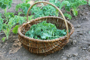 3 Benefits of Your Own Organic Vegetable Garden