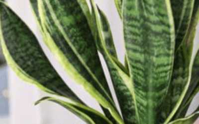 Best Houseplants for Your Marin County Home