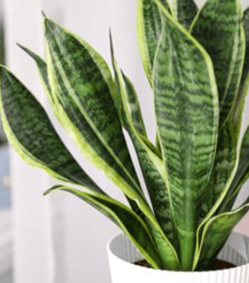 Best Houseplants for Your Marin County Home